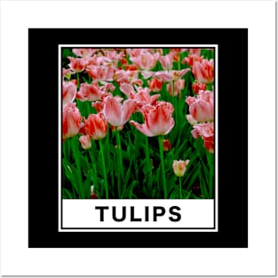 The Beauty of Pink Tulip Flower in The Garden Photography Posters and Art